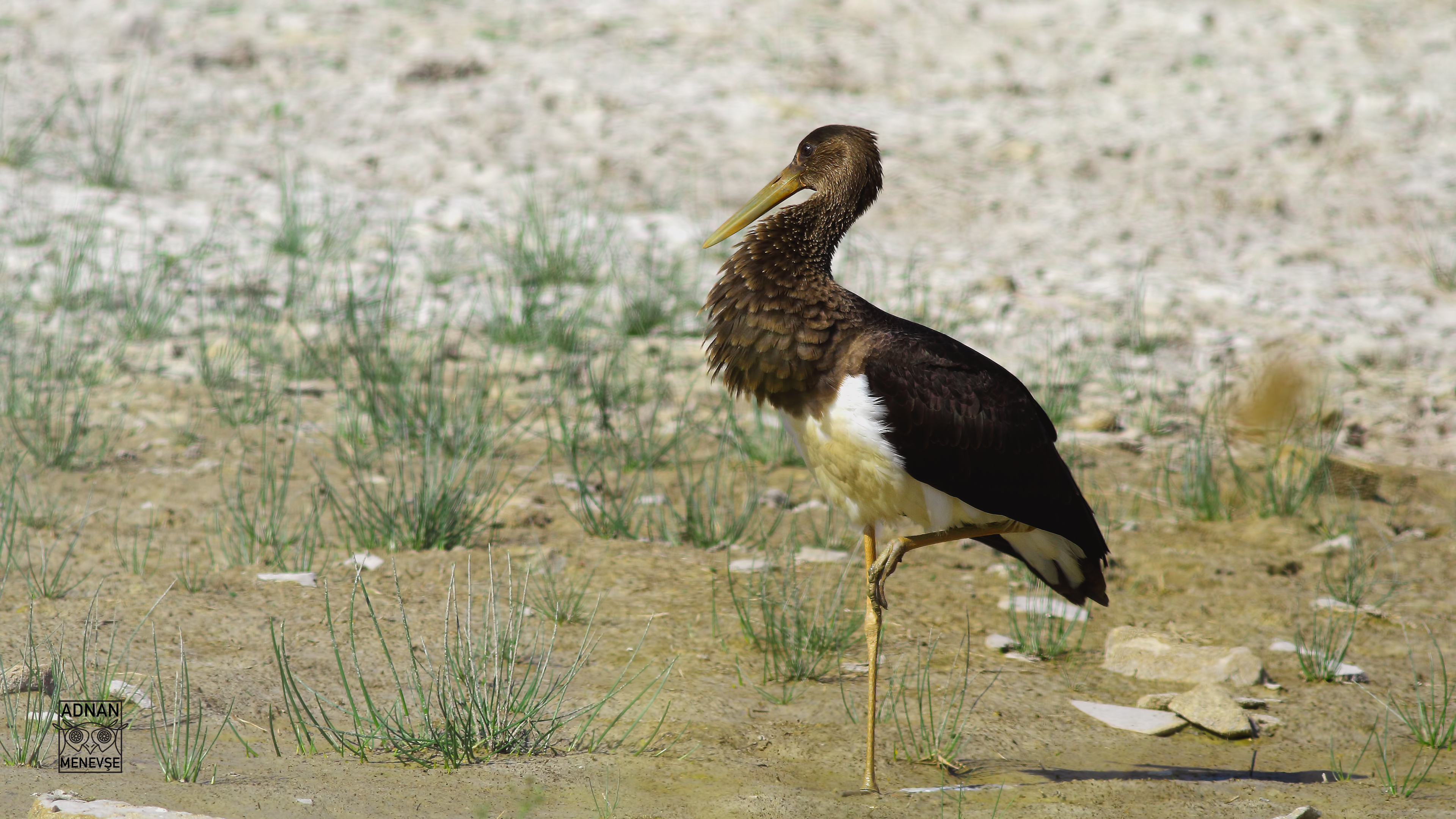 Black Stork